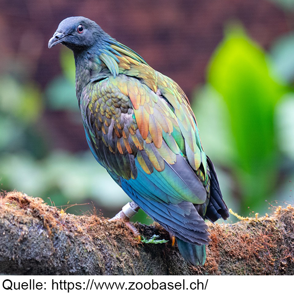 Kulturforum Basel-Regio