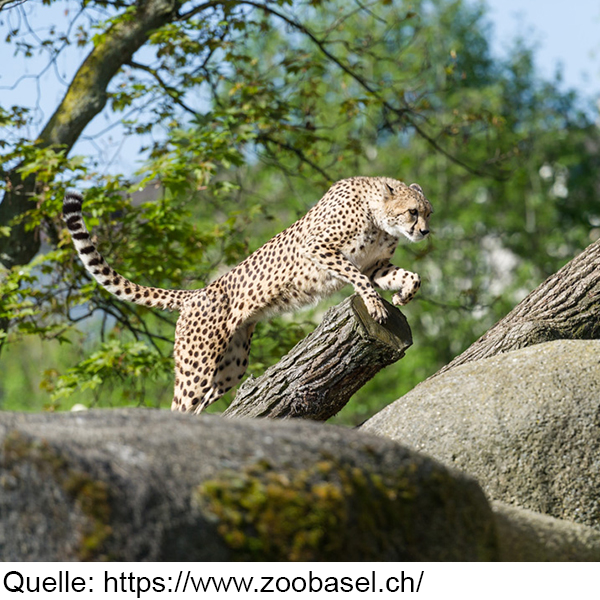 Kulturforum Basel-Regio